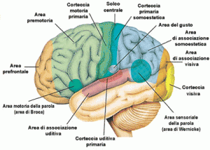 P_anatomia e fisiologia del cervello